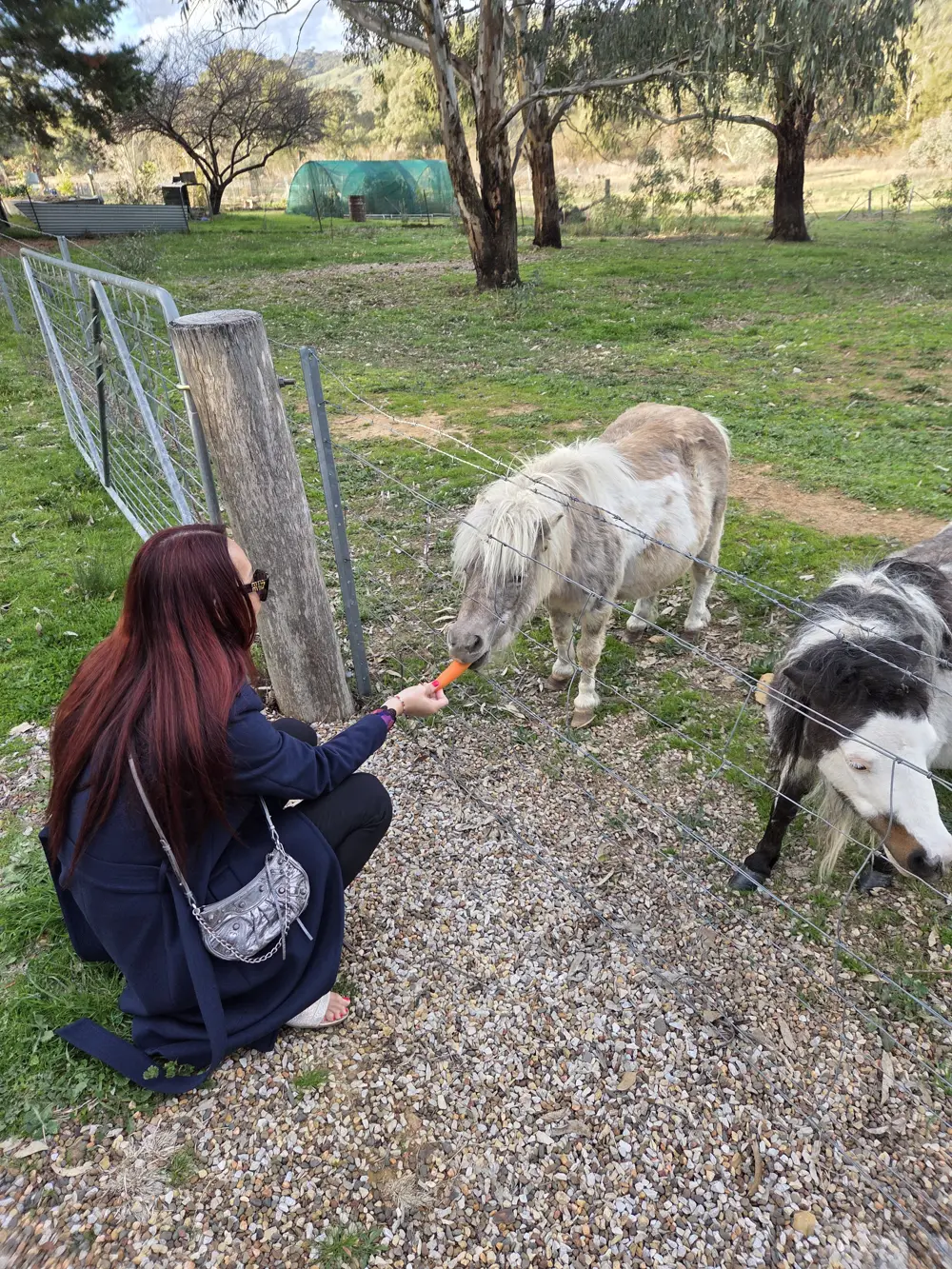 Ana feeding a carrot to a pony through a farm fence